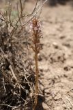 Orobanche grenieri