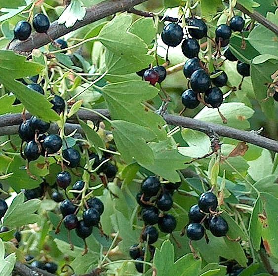 Image of Ribes aureum specimen.