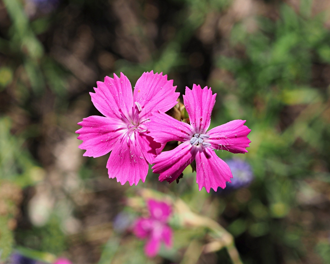 Изображение особи Dianthus borbasii.