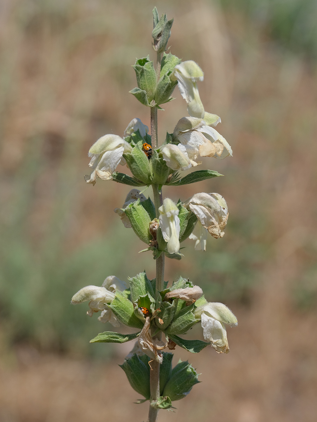 Изображение особи Phlomoides labiosa.