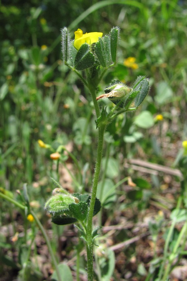 Изображение особи Medicago truncatula.