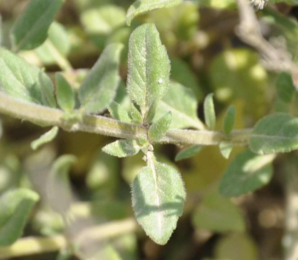 Изображение особи Ziziphora majoranifolia.