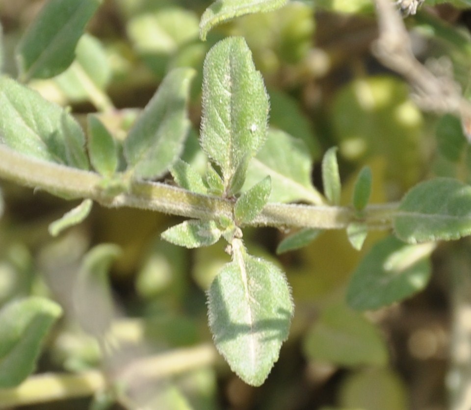 Изображение особи Ziziphora majoranifolia.