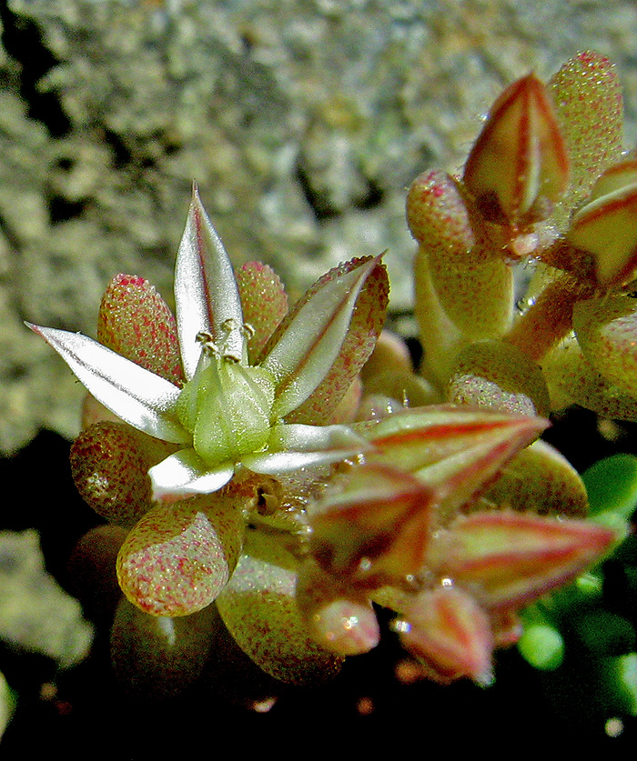 Изображение особи Sedum rubens.