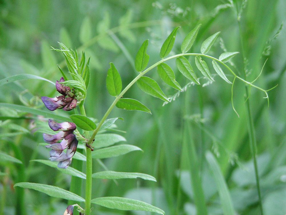 Изображение особи Vicia sepium.