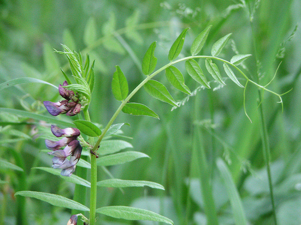 Image of Vicia sepium specimen.