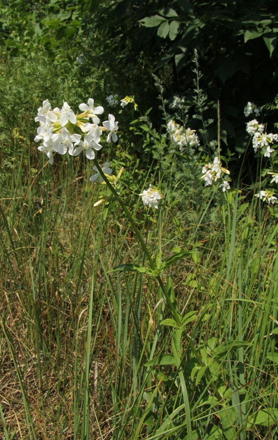 Изображение особи Saponaria officinalis.