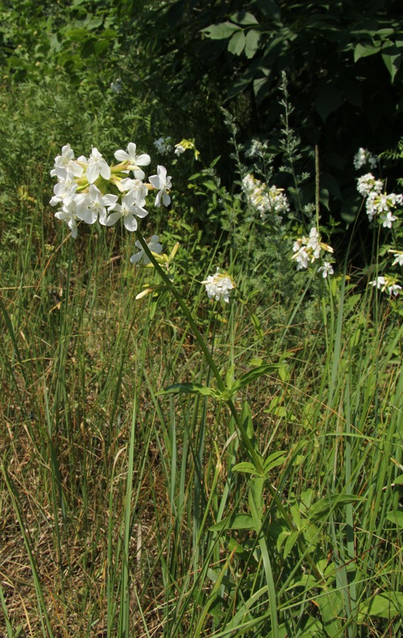 Изображение особи Saponaria officinalis.