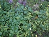 Alchemilla monticola