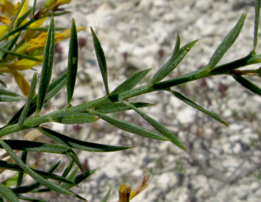 Изображение особи Genista tanaitica.