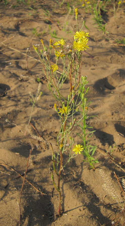 Изображение особи Crepis tectorum.