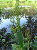 Rumex hydrolapathum