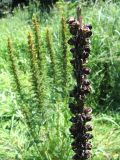 Pedicularis exaltata