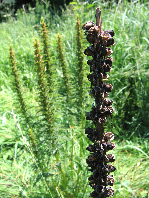 Изображение особи Pedicularis exaltata.