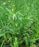 Epipactis helleborine