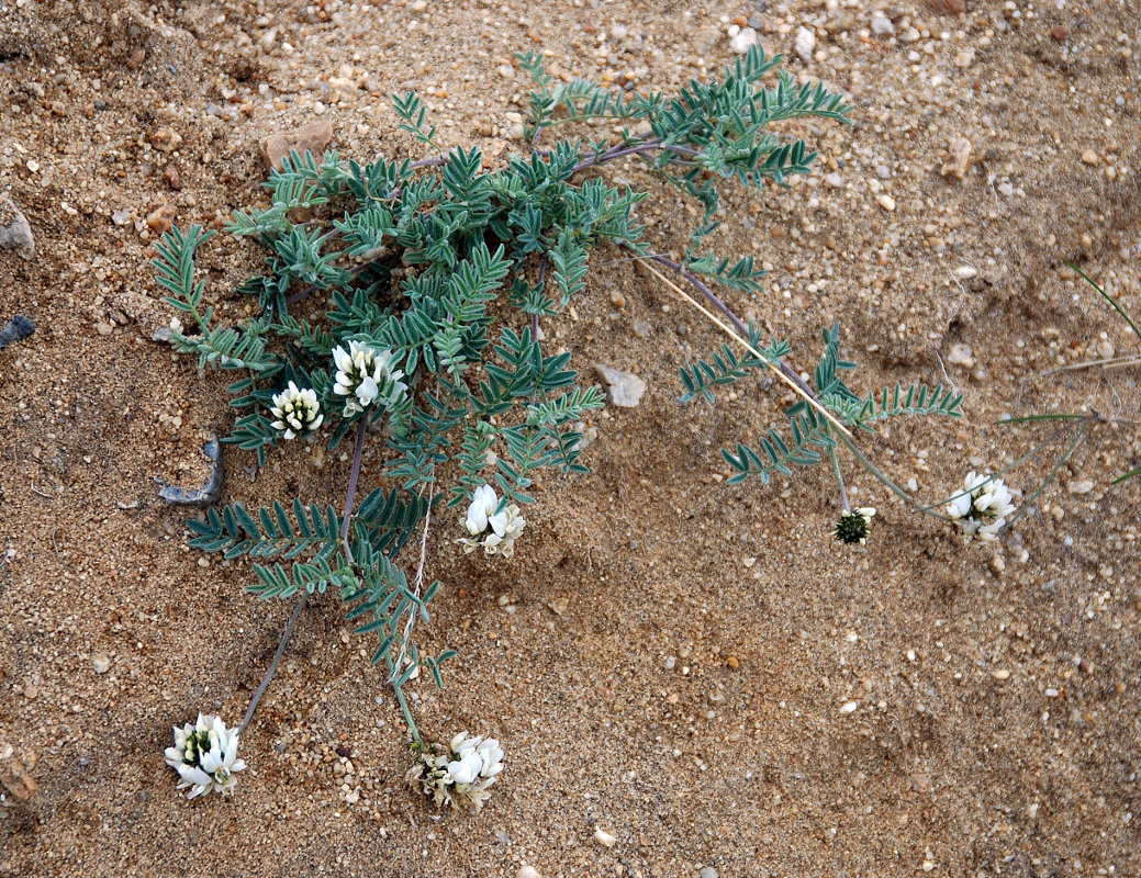 Изображение особи Astragalus olchonensis.