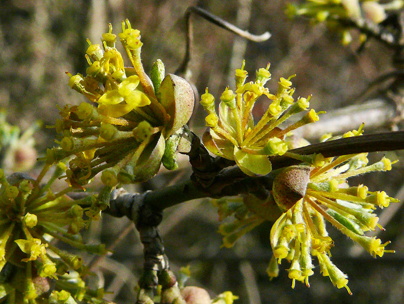 Image of Cornus mas specimen.