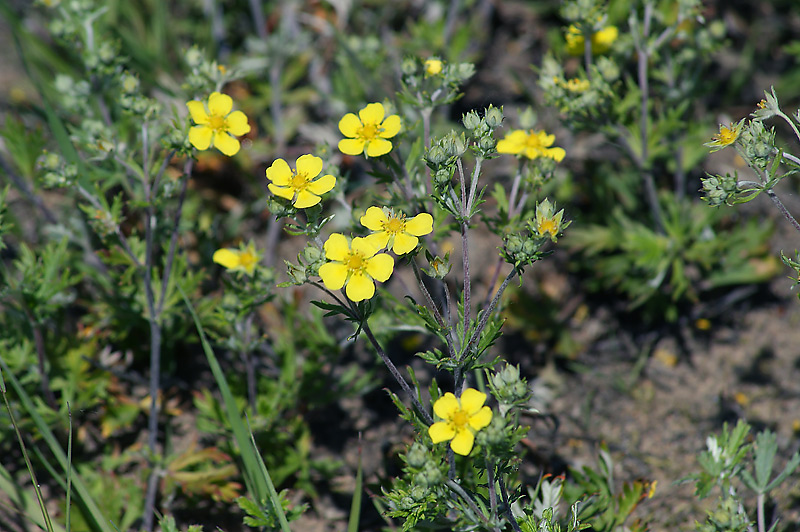 Изображение особи Potentilla argentea.