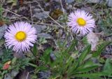 Erigeron venustus