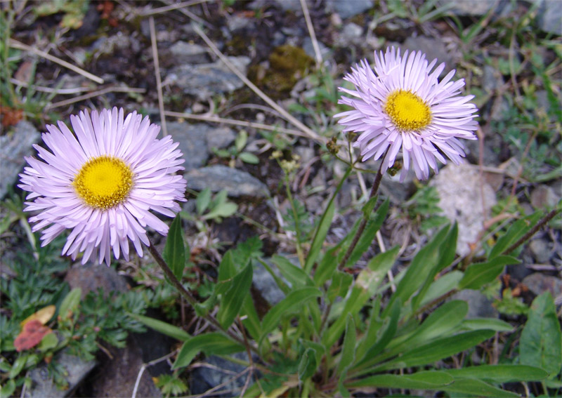 Изображение особи Erigeron venustus.