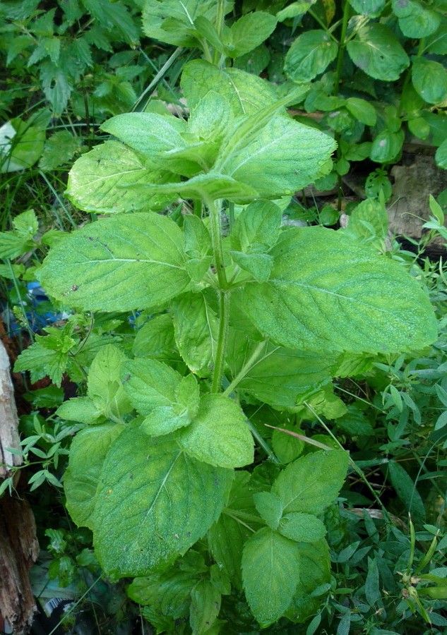 Изображение особи род Mentha.