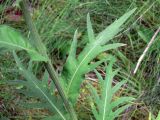 Cirsium heterophyllum. Часть побега. Свердловская обл., окр. г. Североуральск, южная окраина Колонгинского водохранилища, болото. 14.08.2011.