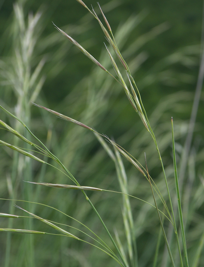 Костер полевой. Костер полевой (Bromus arvensis). Кострец береговой. Кострец Вогульский. Кострец полевой.