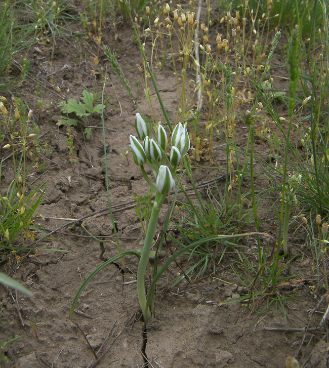 Изображение особи Ornithogalum navaschinii.