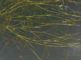 Potamogeton × franconicus. Побеги. Нидерланды, провинция Drenthe, Roderwolde, мелиоративный канал с медленно текущей водой. 26 июня 2011 г.