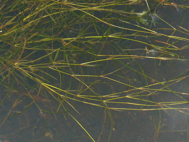 Image of Potamogeton &times; franconicus specimen.