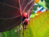 Corylus avellana