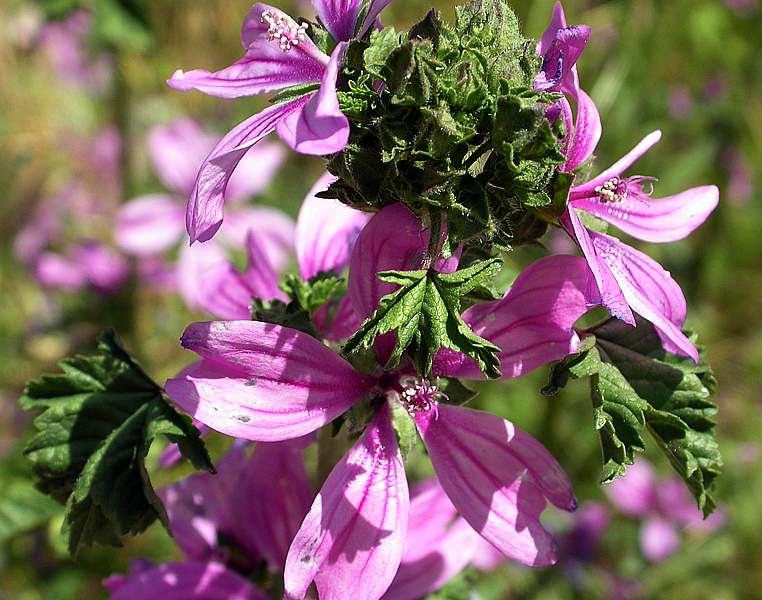 Изображение особи Malva sylvestris.