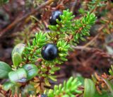 Empetrum nigrum. Верхушки побегов с плодами. Забайкалье, хребет Кодар. 29.07.2007.