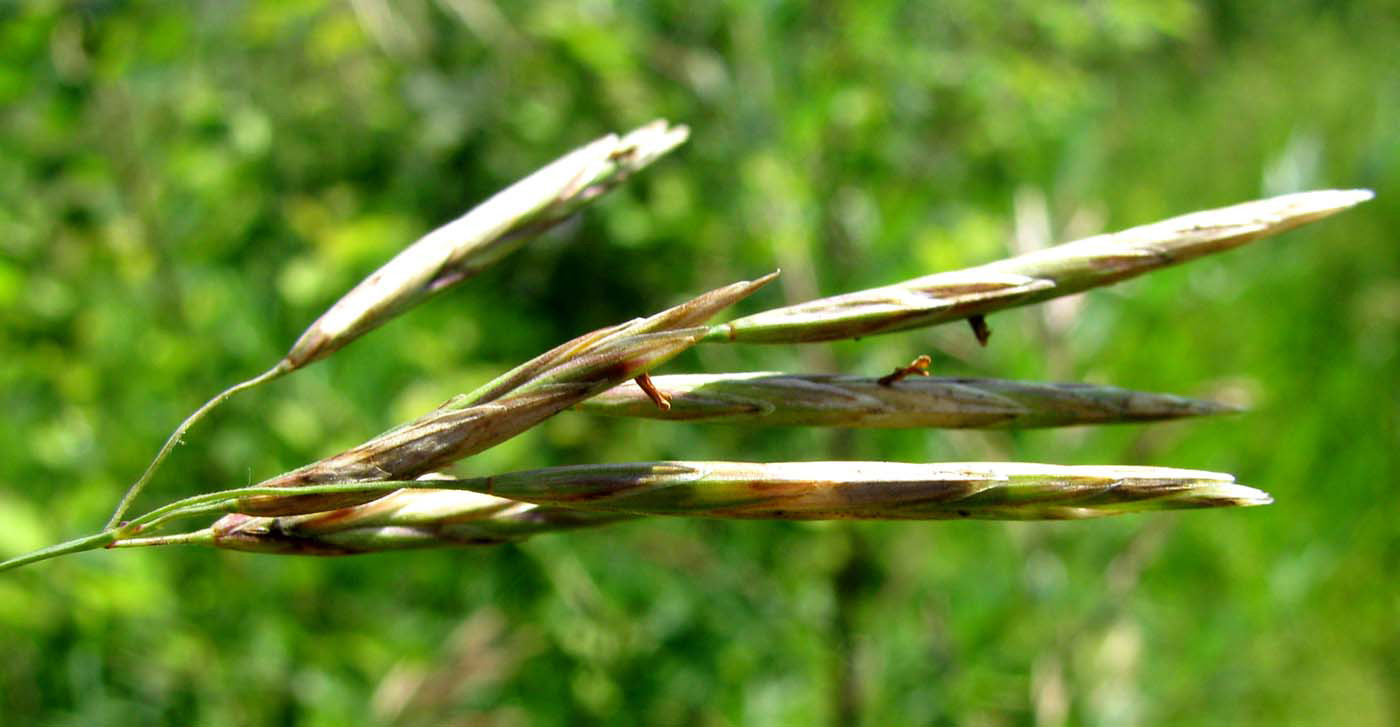 Изображение особи Bromopsis inermis.