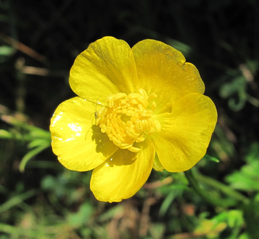 Изображение особи Ranunculus polyanthemos.