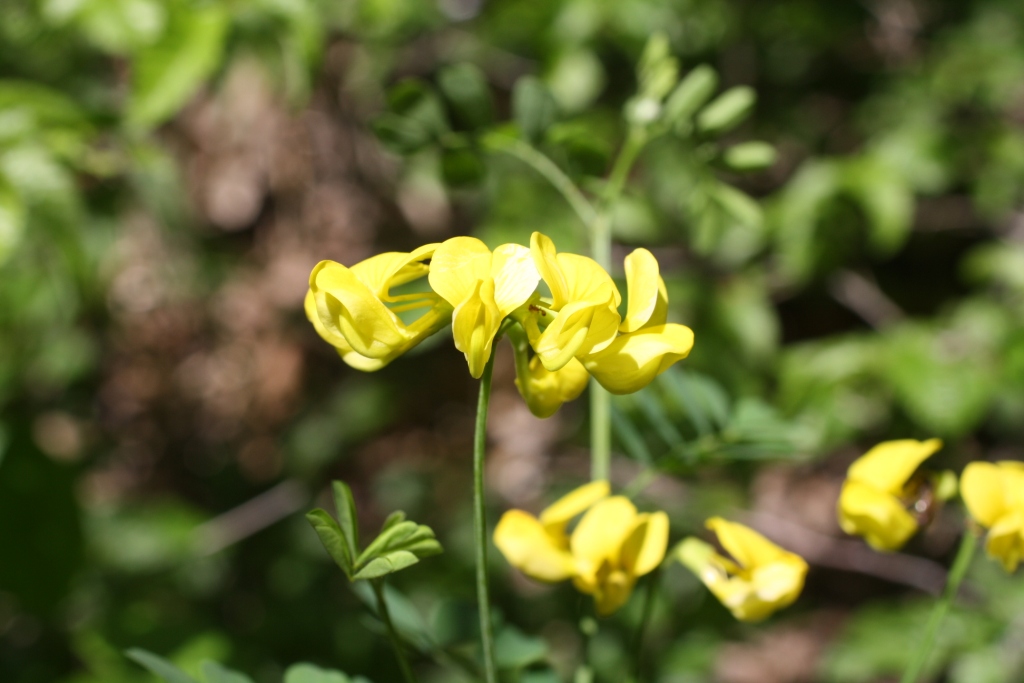 Изображение особи Hippocrepis emeroides.