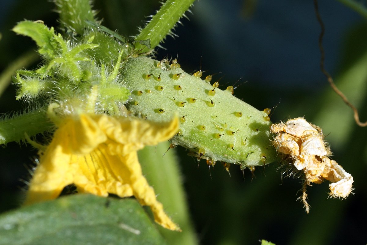 Изображение особи Cucumis sativus.