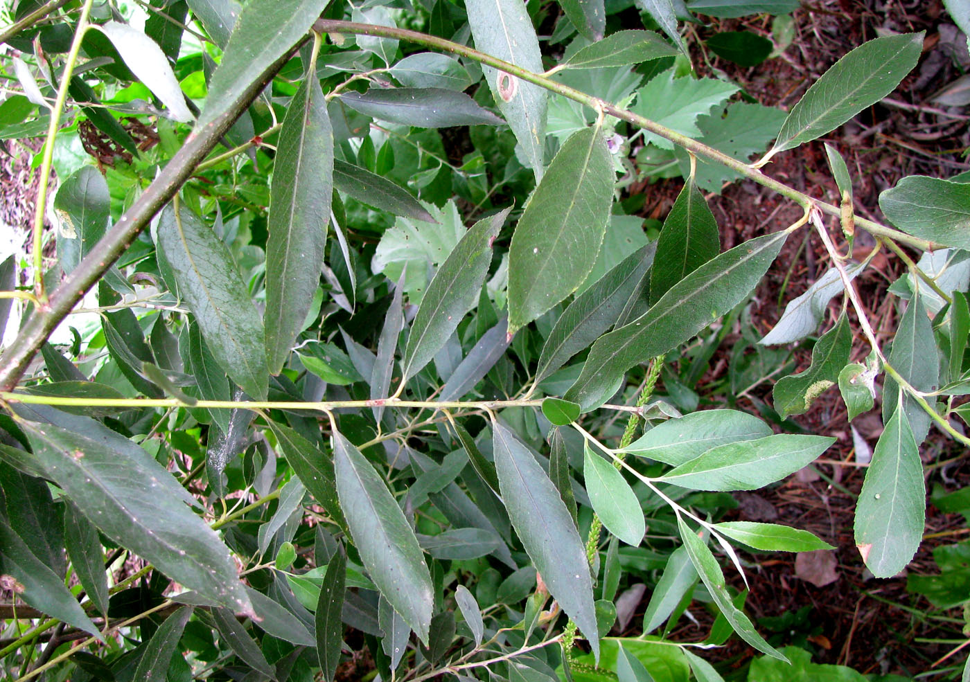 Image of Salix &times; fragilis specimen.