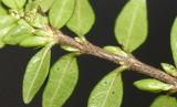 Lonicera ligustrina разновидность pileata. Часть ветви (обратная сторона). Германия, г. Кемпен, в культуре. 10.03.2012.