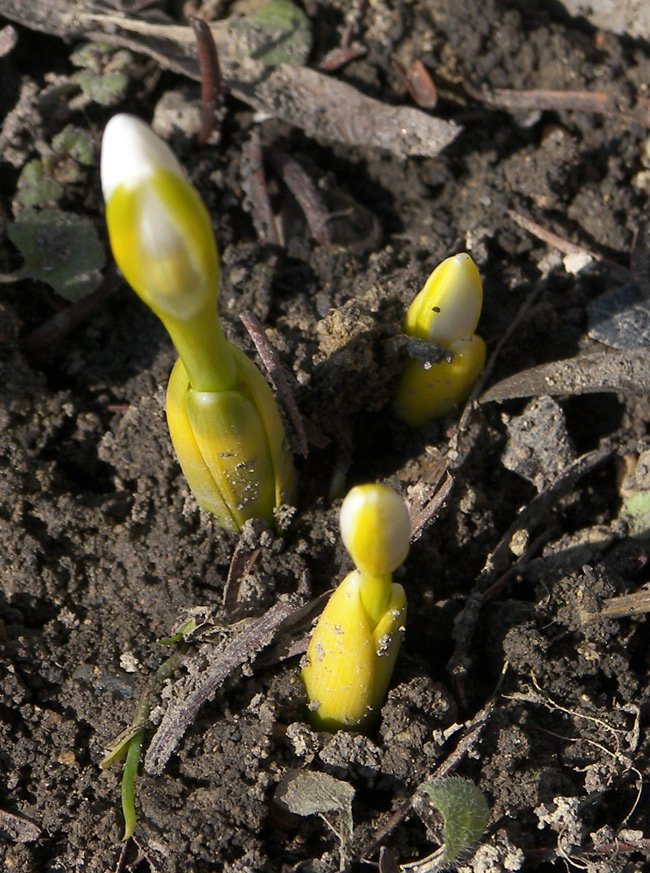 Image of Galanthus bortkewitschianus specimen.