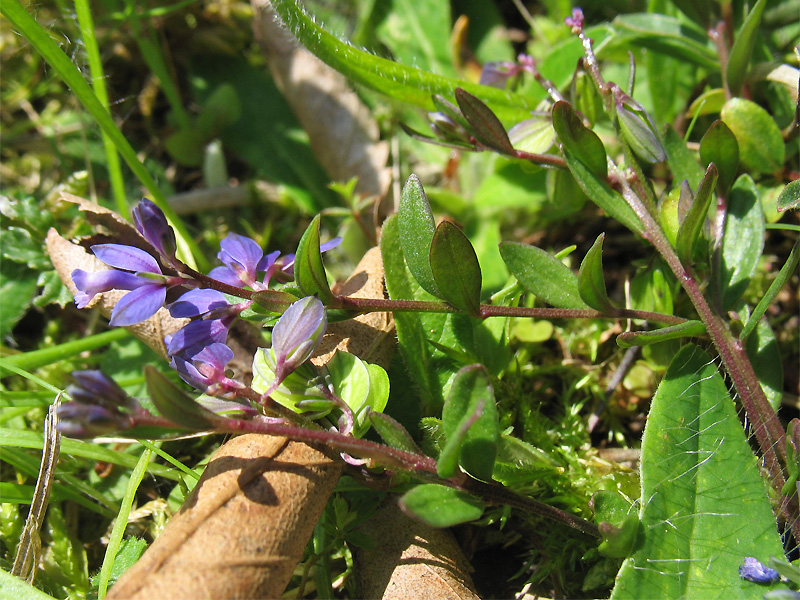 Image of Polygala serpyllifolia specimen.