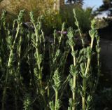 Crucianella maritima
