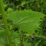 Alliaria petiolata