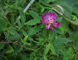 Trifolium medium