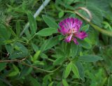 Trifolium medium. Верхушка цветущего растения. Курская обл., г. Железногорск. 30 июля 2007 г.
