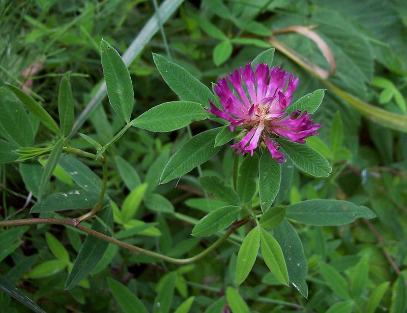 Image of Trifolium medium specimen.