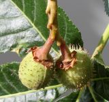 Aesculus × carnea. Незрелые плоды. Германия, г. Кемпен, в парке. 14.06.2012.