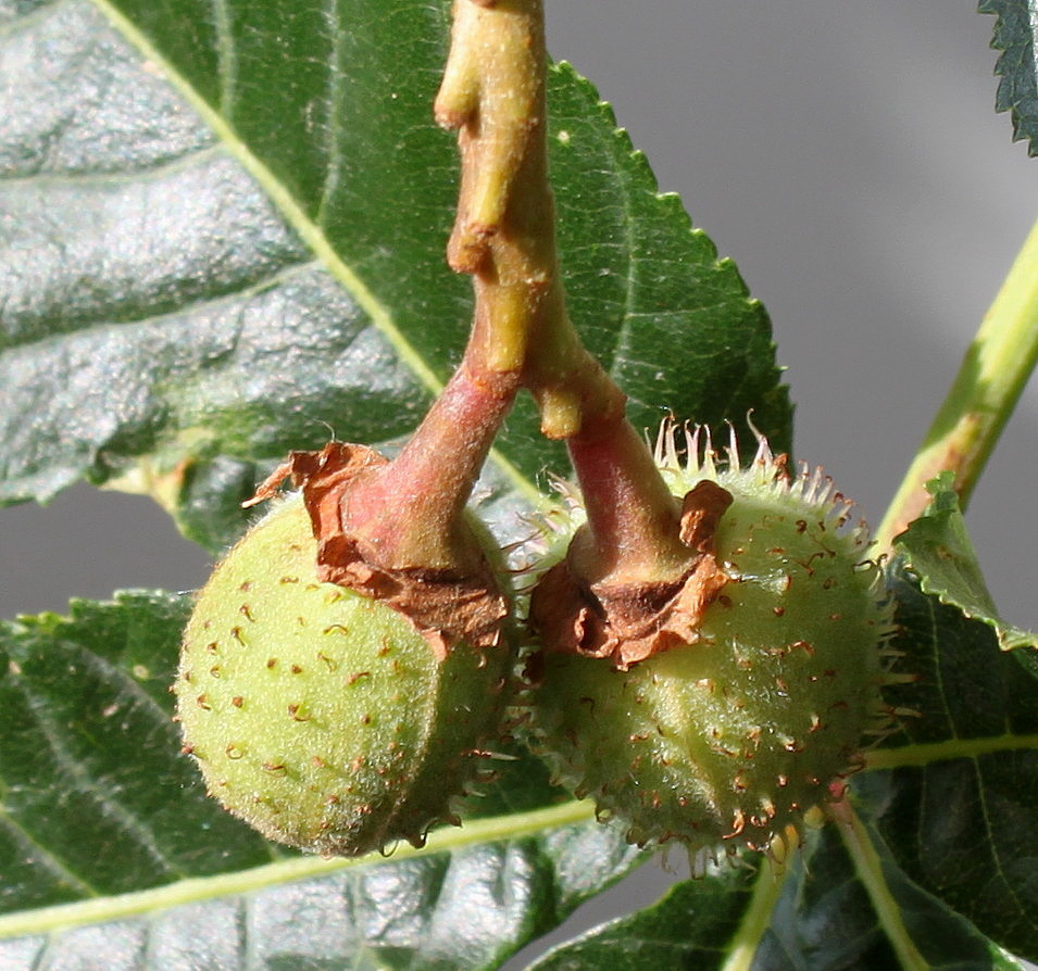 Изображение особи Aesculus &times; carnea.