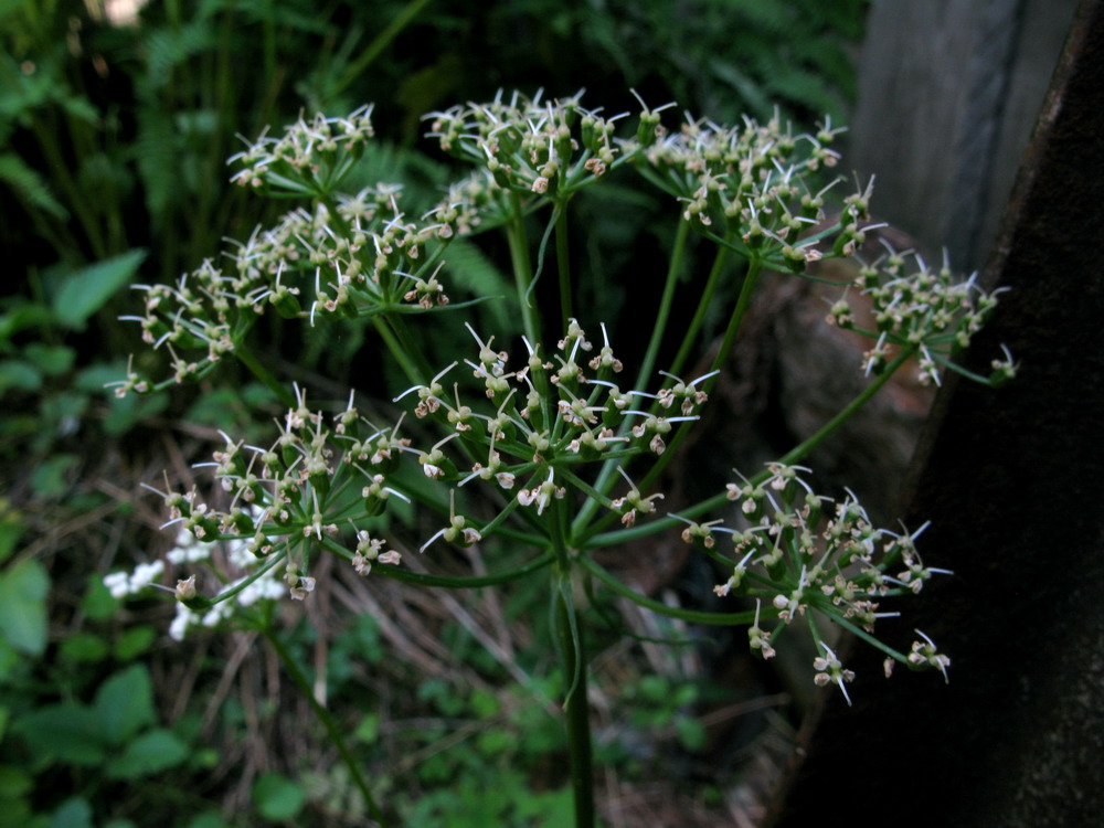 Изображение особи Aegopodium latifolium.