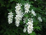 Exochorda tianschanica